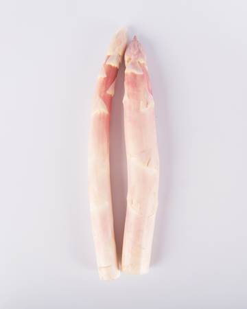 Asparagus-Pink-Blush-Clolossal-Isolated