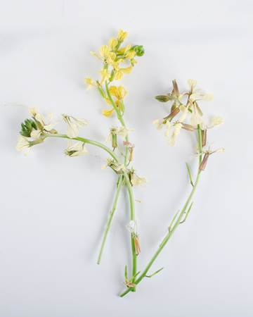 Mixed Arugula Blooms