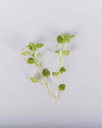 ultra-chickweed-isolated