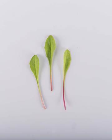 microgreen-red-dandelion