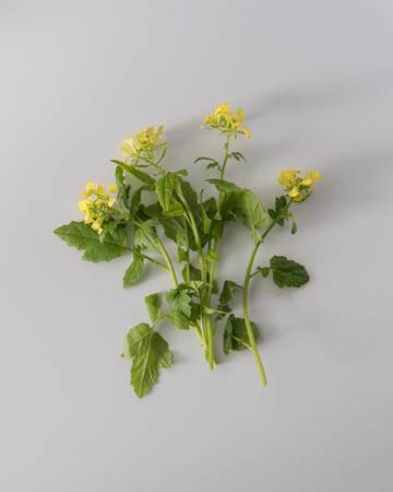 Blooms-Vegetable-Mustard-Cress-Isolated