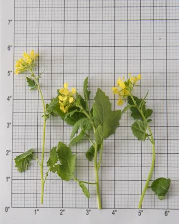 Blooms-Vegetable-Mustard-Cress-Size-Grid