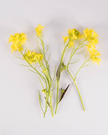 Mustard- Mixed Blooms-Isolated