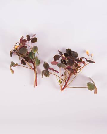 Sorrel-Petite-Plum Lucky with Blooms-Isolated
