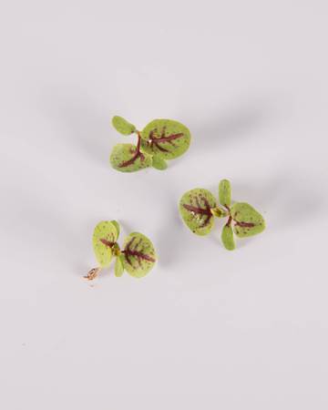 Red-Ribbon-Sorrel-Demi-Isolated