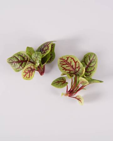 Red-Ribbon-Sorrel-Petite-Isolated