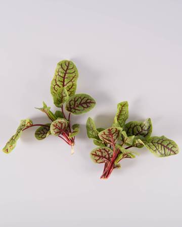 Red-Ribbon-Sorrel-Ultra-Isolated