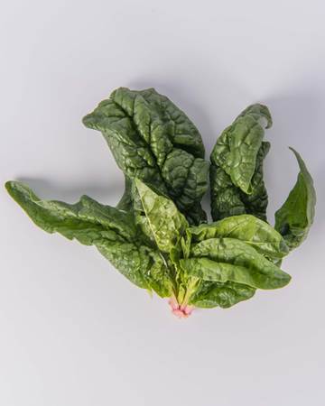 Spinach-Root-Isolated