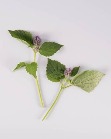 Anise Hyssop Blooms-Isolated