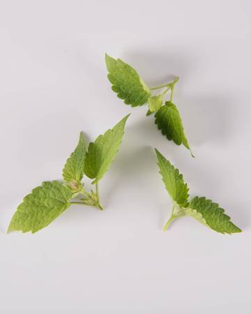 Anise Hyssop-Demi-Isolated