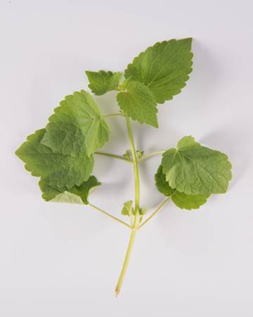 Anise Hyssop-Isolated