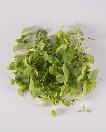 Anise Hyssop-Micro-Isolated