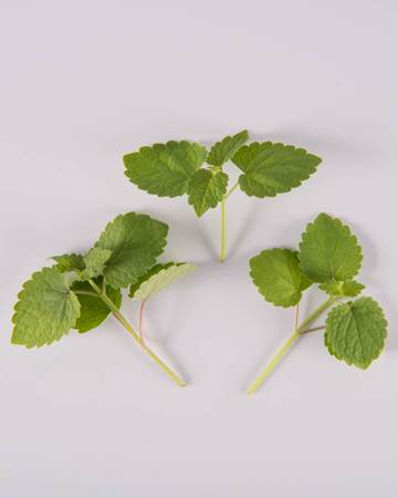 Anise-Hyssop-Petite-Isolated