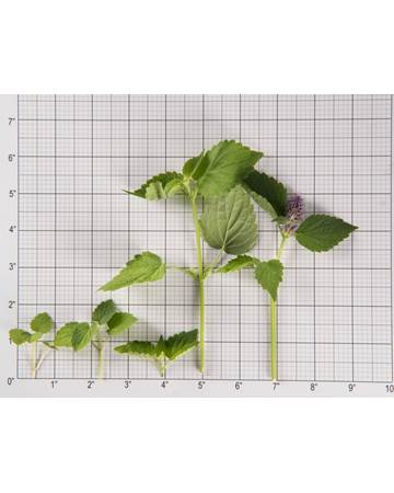 Anise Hyssop-Size Grid