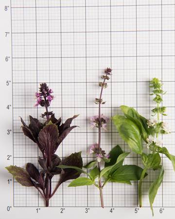 Mixed Basil Bloom Size Grid