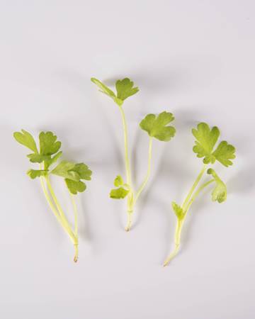 Celery-Green-Petite-Isolated