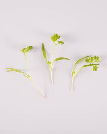 Chervil-GH-Petite-Isolated