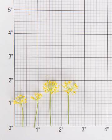 Dill Bloom Size Grid