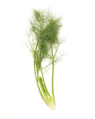 fennel-baby