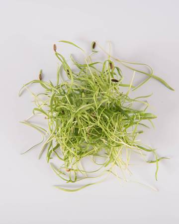 Fennel-Micro-Isolated