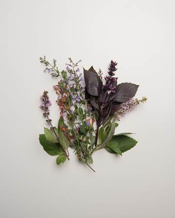 Herbs-Sampler-Flowering-Isolated
