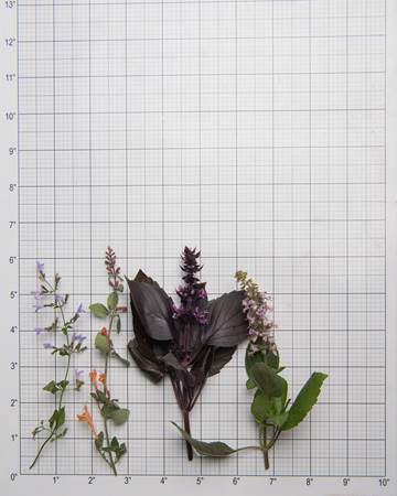 Herbs-Sampler-Flowering-Size-Grid