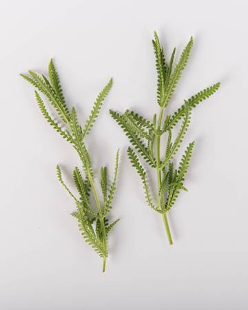 Herbs-English-Lavender-Isolated