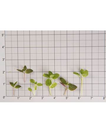 Mint-Microgreen-Mint Sampler-Size Grid
