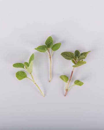Herbs-Oregano-Greek-Petite-Isolated