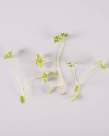 Parsley-GH Petite-Isolated