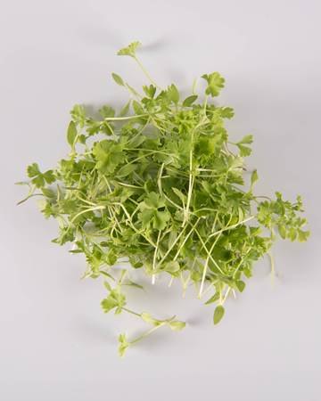 Parsley-Micro-Isolated