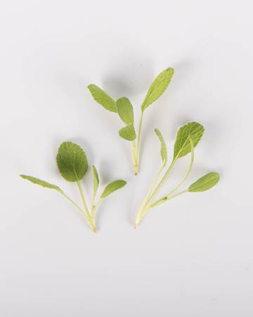 Herbs-Sage-Petite-Isolated