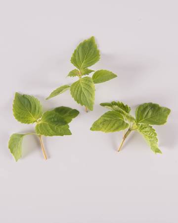 Shiso-Green-Petite-Isolated