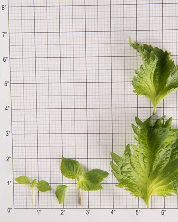 Shiso-Green-Size Grid