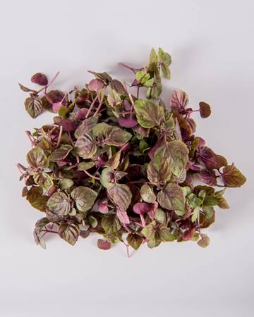 Shiso-Red-Micro-Isolated
