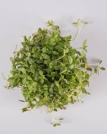 Thyme-Micro-Isolated