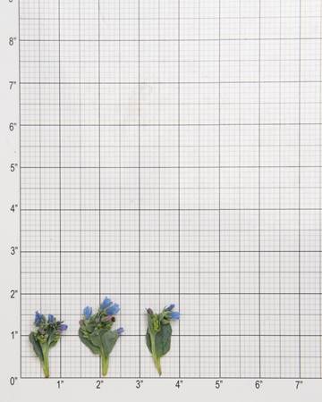 Leaves-Oyster-with-Bloom-Size-Grid