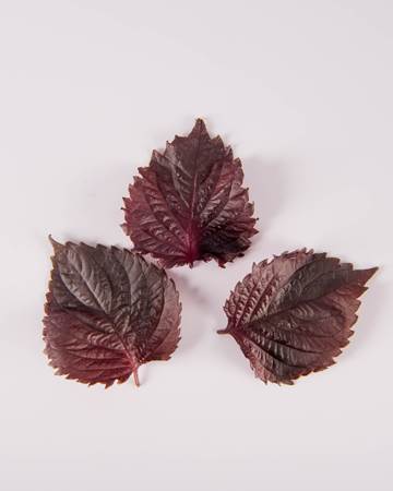 Fresh red shiso : MAKE YOUR OWN UMEBOSHI Ingredients for Japanese Pickled Plums (ume jam)