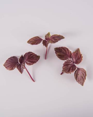 Shiso-Red-Petite-Isolated