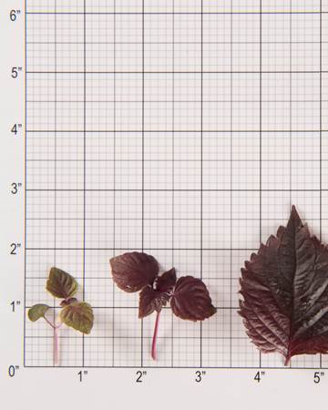 Shiso-Red-Size-Grid