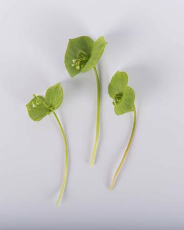 Greens-Miners-Lettuce-with-Bloom-Isolated