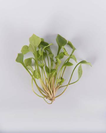 ultra-miners-lettuce-isolated