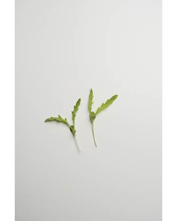 Micro-Chrysanthemum-Isolated