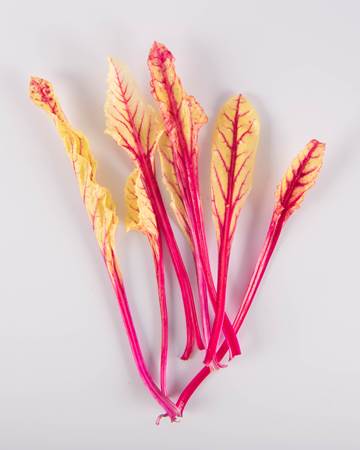 Leaves-Beet Blush-Isolated