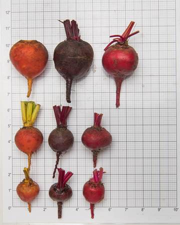 Beets-Size-Grid-1-of-1