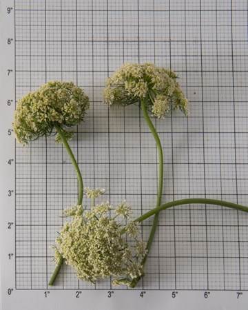 Blooms-Vegetable-Carrot-Size-Grid