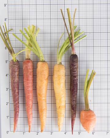 Carrot-Baby-Size Grid