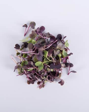 Microgreen_Purple-Radish_-Isolated
