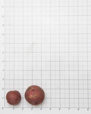 Potato-Red-Norland-Grid-1-of-1