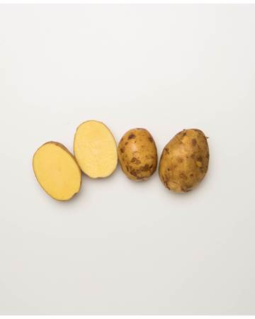 Potato-German-Butterball-B-1-of-1